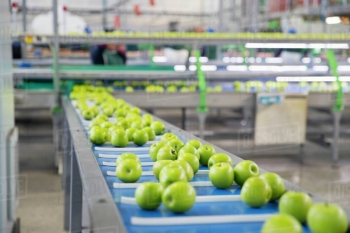 fruit conveyor